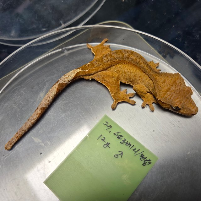 팬텀 스트로베리