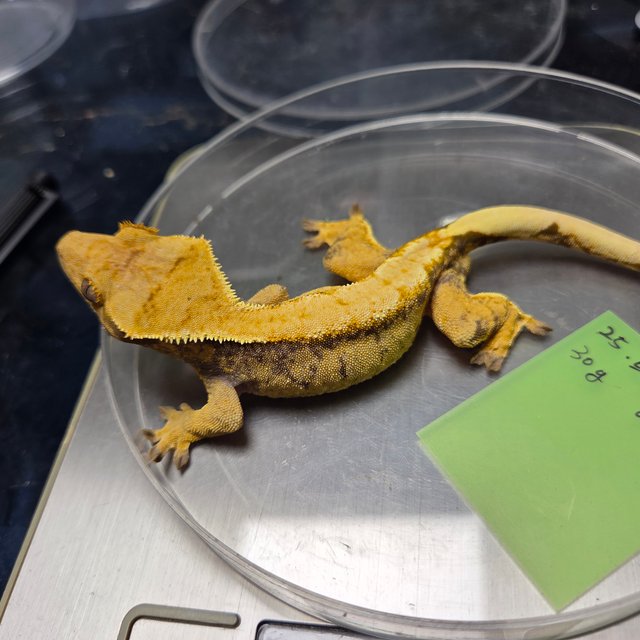 익스트림할리퀸 트라이