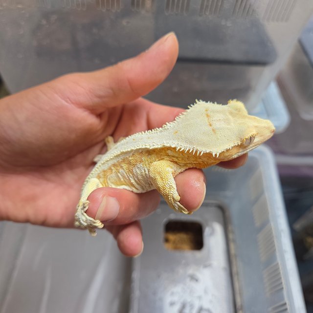 스트로베리 릴리화이트