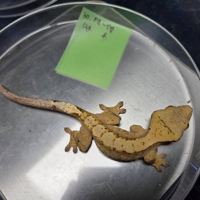 트라이 익스트림할리퀸