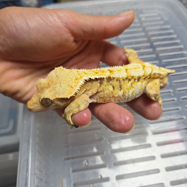 트라이 익스트림할리퀸