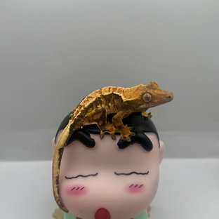 노멀 트라이 텐저린