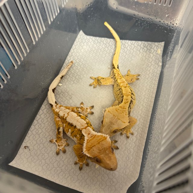 노멀 트라이 화이트핀 텐저린