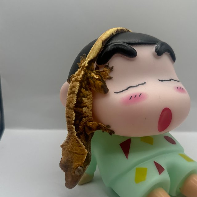 노멀 트라이 텐저린