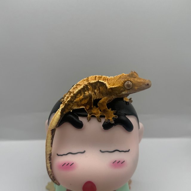 노멀 트라이 텐저린