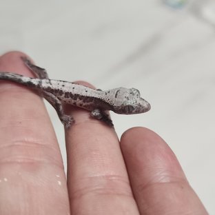 루왁 릴리 100%헷아잔틱