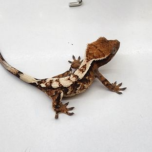 세이블