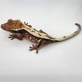 세이블