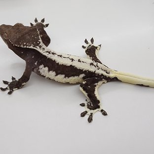릴잔틱