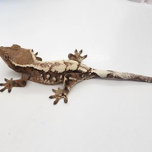 세이블