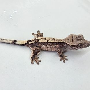 세이블