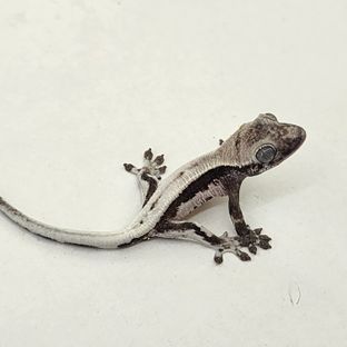 릴리 세이블 아잔틱