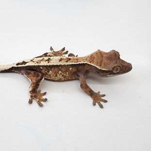 세이블