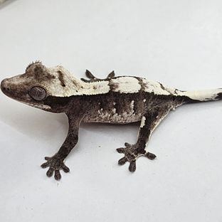 아잔틱