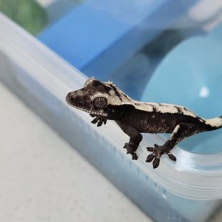 세이블 아잔틱