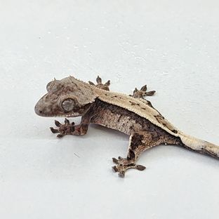 세이블