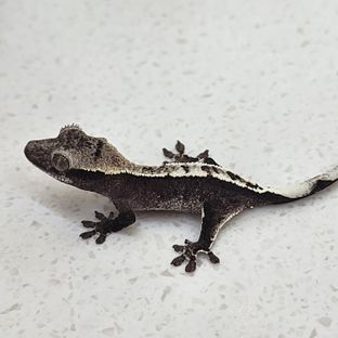 아잔틱