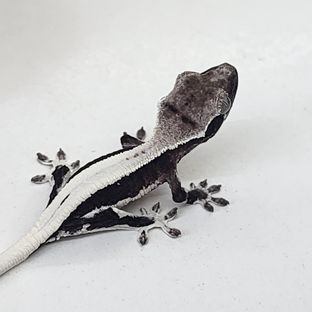 릴잔틱