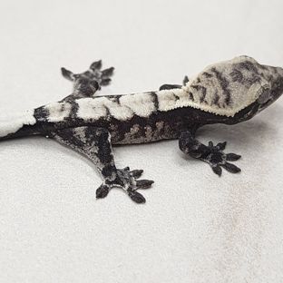 세이블 아잔틱