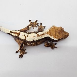 세이블