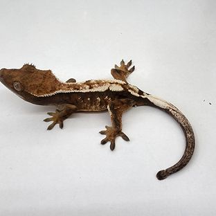 세이블