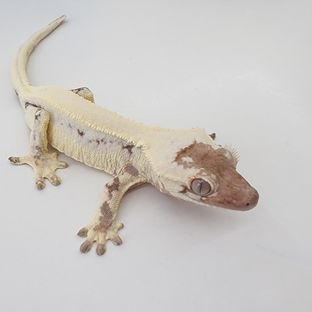 릴리 세이블