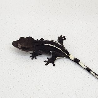 아잔틱