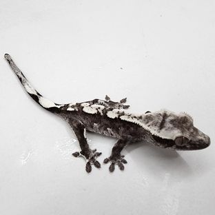 아잔틱