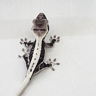 릴잔틱