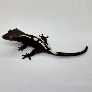 세이블 아잔틱