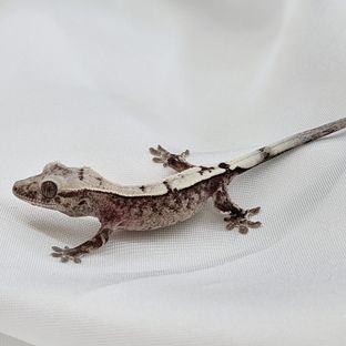 세이블 아잔틱