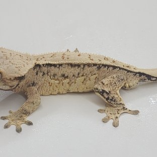 트라이 쿼드 풀핀 화이트스팟