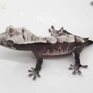 아잔틱
