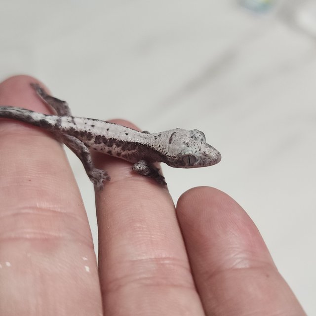 루왁 릴리 100%헷아잔틱