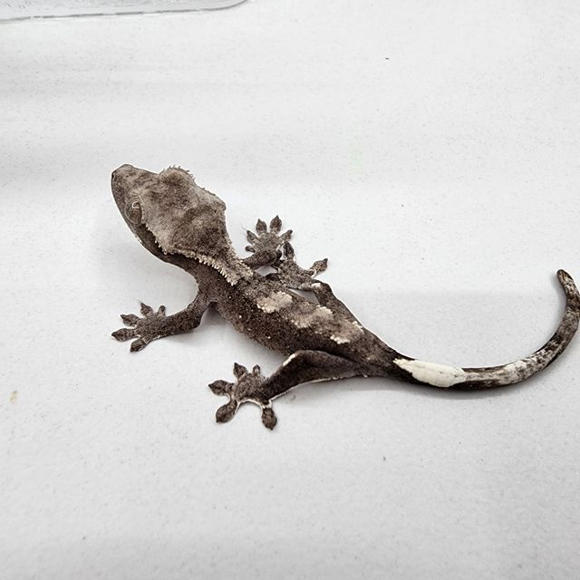 아잔틱