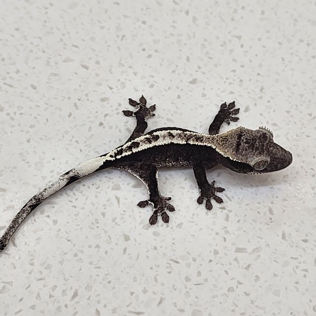 아잔틱