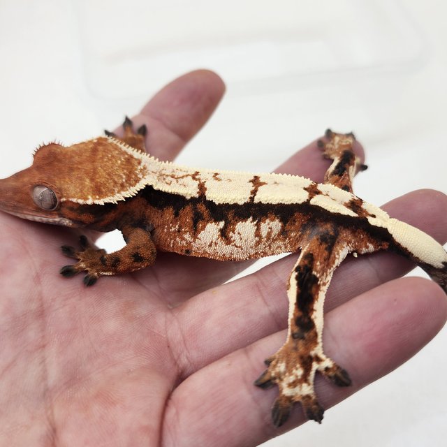 세이블 드리피 텐저린