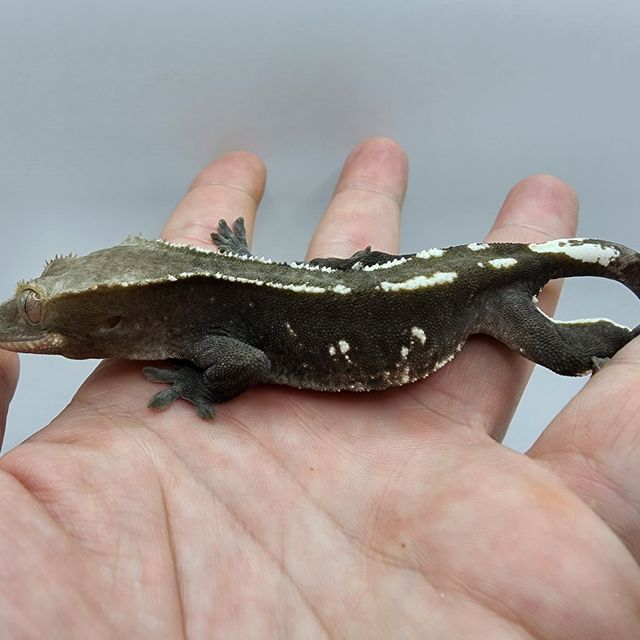 아잔틱