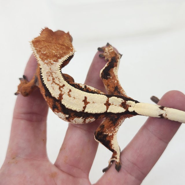 세이블 드리피 텐저린