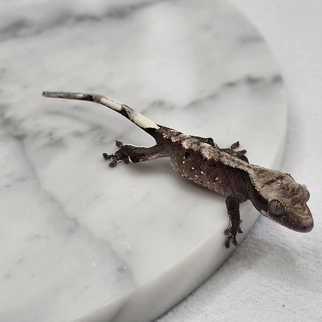 아잔틱