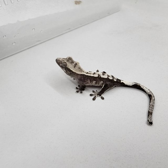 아잔틱