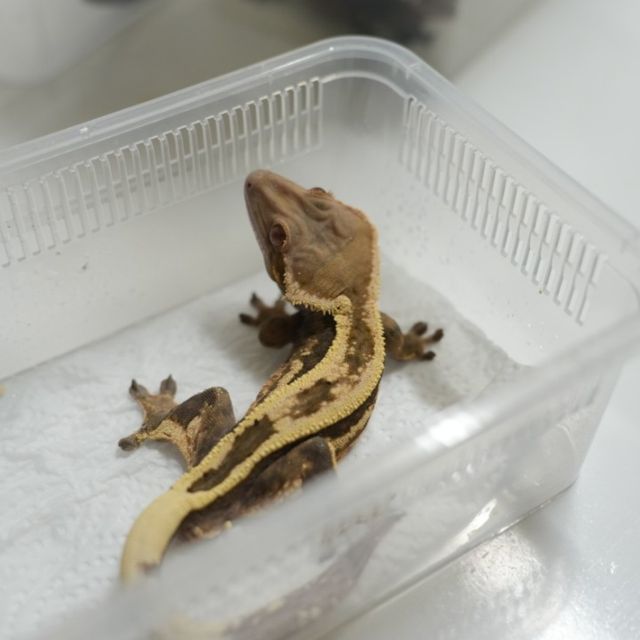 세이블