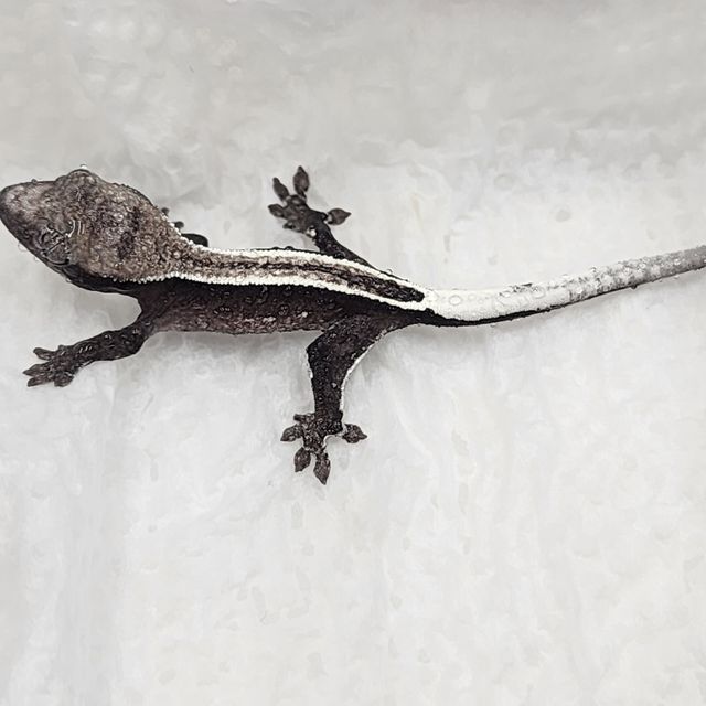 아잔틱