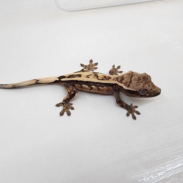 세이블