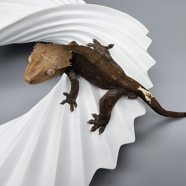 아잔틱