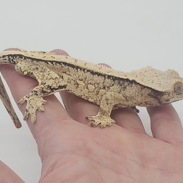 트라이 쿼드 풀핀 화이트스팟