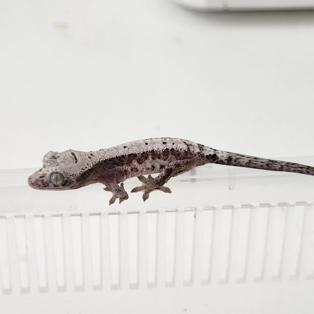 루왁 릴리 100%헷아잔틱