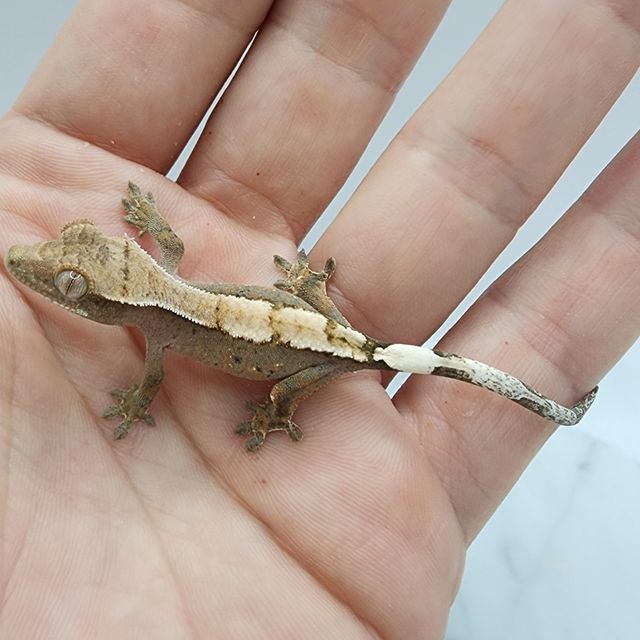 세이블 100%헷아잔틱