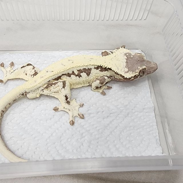 프라푸치노