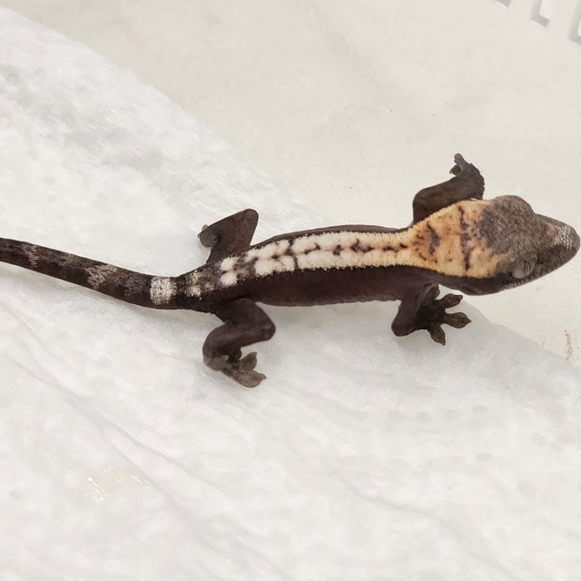 슈퍼 세이블 100%헷아잔틱